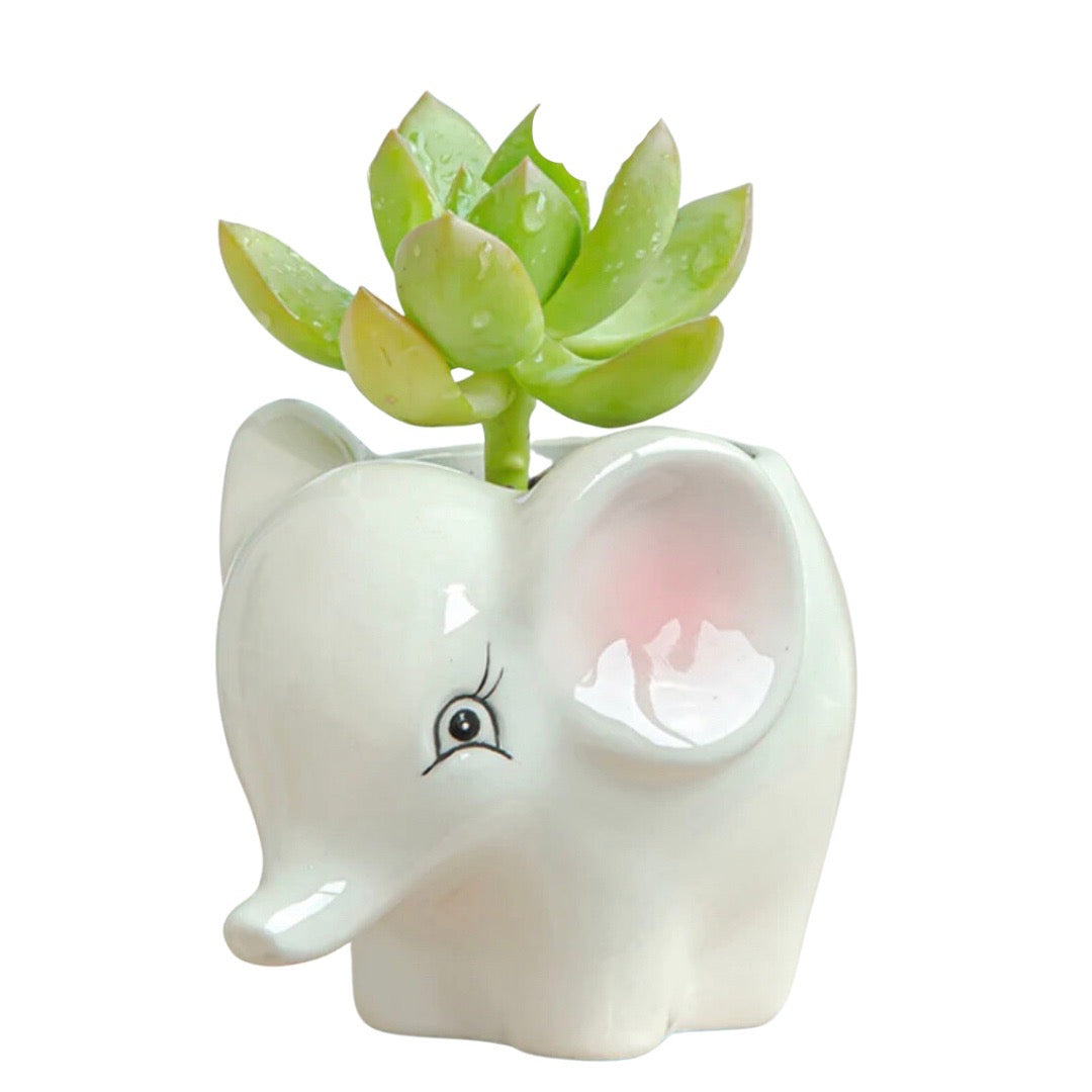 Glazed Animal Succulent Mini Planters